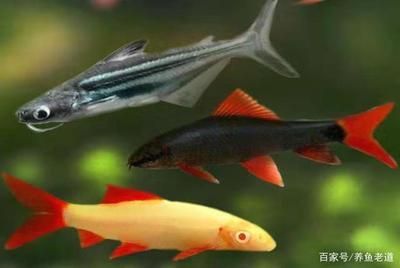 龍魚害怕的表現(xiàn)：龍魚害怕時(shí)的一些具體表現(xiàn)