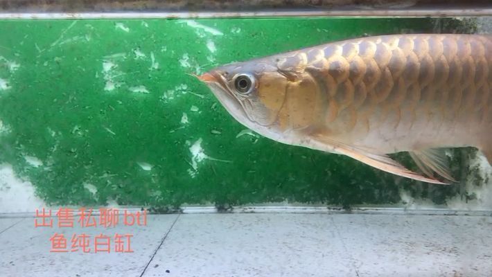 龍魚都有哪些（澳洲龍魚的飼養技巧，非洲龍魚的飼養技巧，）