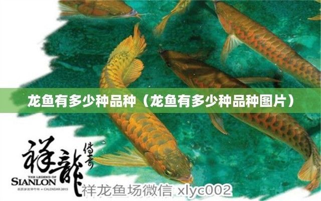 龍魚都有哪些（澳洲龍魚的飼養技巧，非洲龍魚的飼養技巧，）