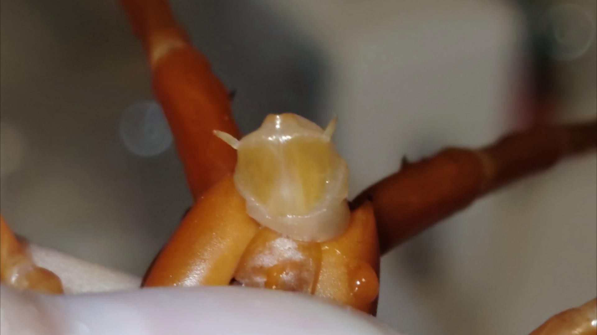 如何區分紅龍蜈蚣的雌雄？ 如何區分紅龍蜈蚣的雌雄？ 龍魚百科 第1張