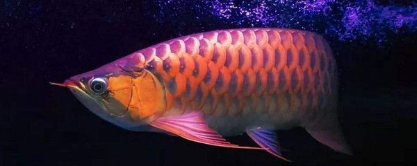 龍魚(yú)上色用什么燈光：關(guān)于龍魚(yú)上色燈光選擇的詳細(xì)信息