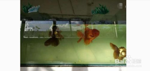 魚缸的水稍微有點發白，如何快速凈化魚缸水質