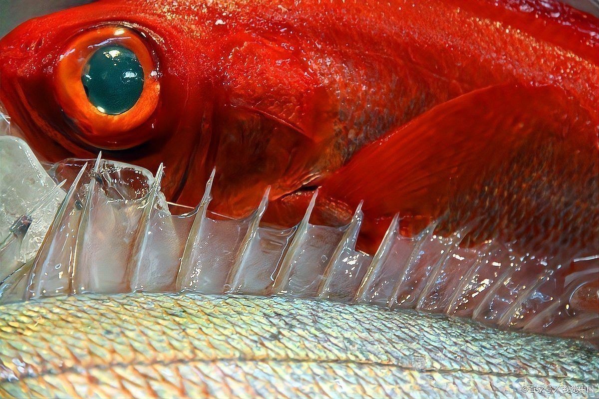 龍魚眼睛白膜能自愈嗎？