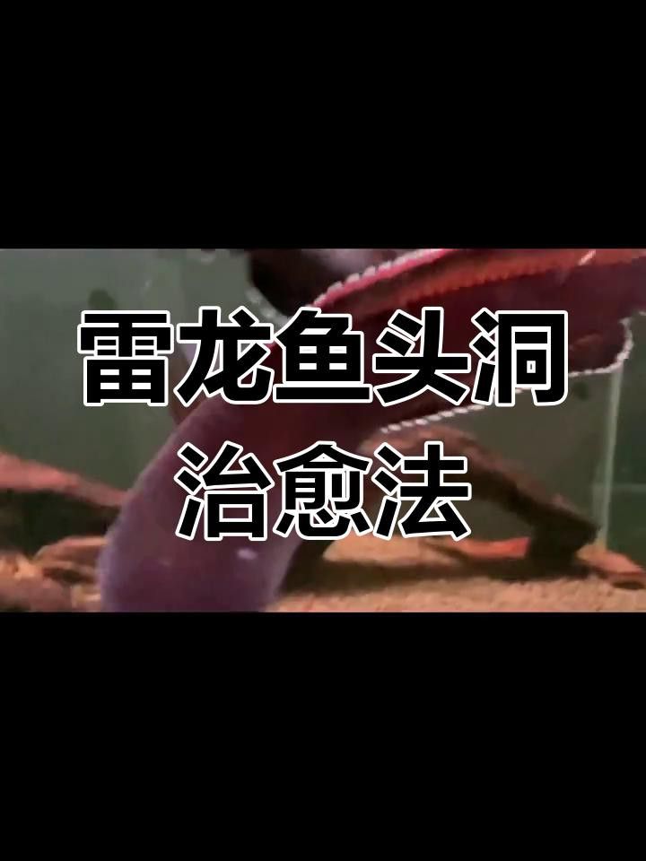 如何治療已經感染頭洞病的龍魚？