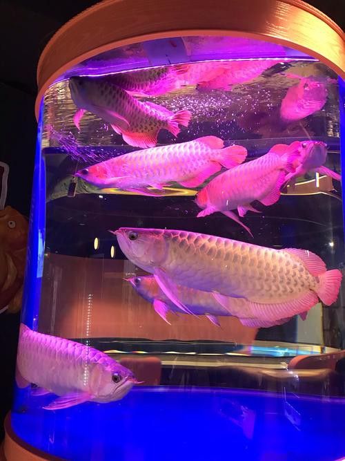 紅龍魚缸高清背景圖片大全欣賞