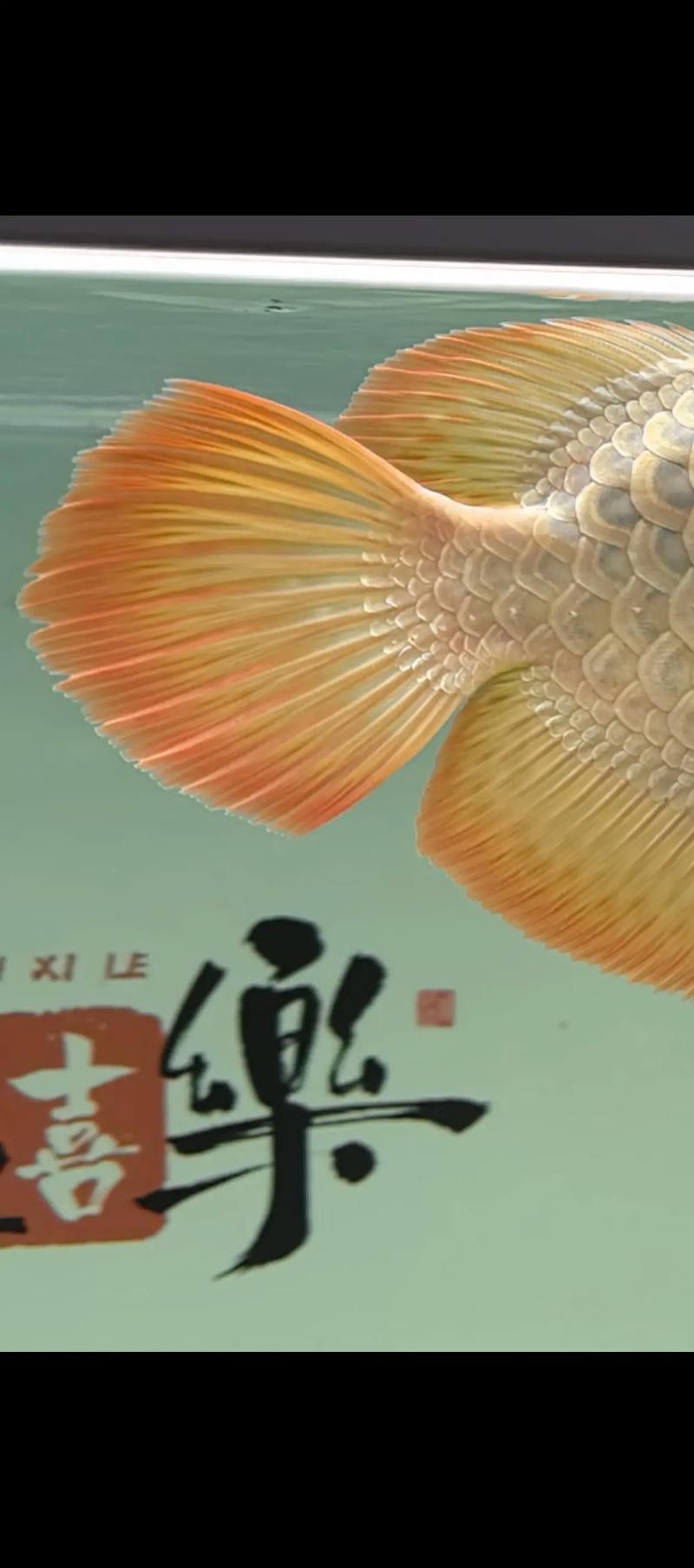 紅龍魚缸高清背景圖片大全欣賞