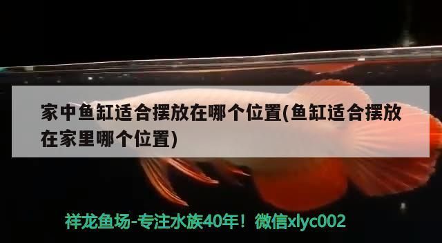 家中魚缸適合擺放在哪個位置(魚缸適合擺放在家里哪個位置)