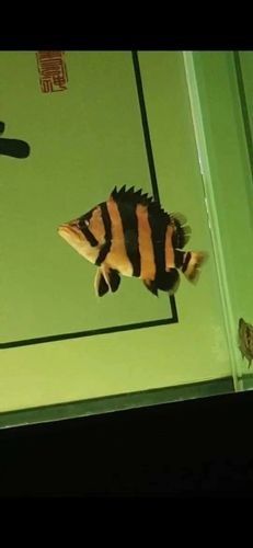 龍魚混養魚推薦圖片大全集