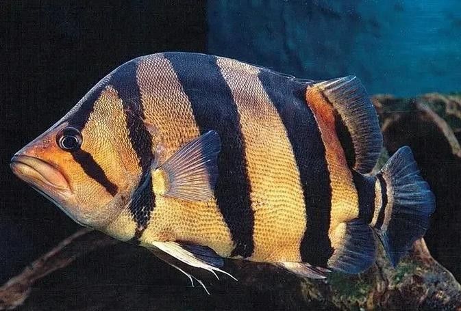 龍魚混養魚推薦圖片大全集