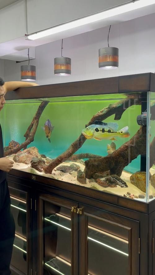 龍魚混養魚推薦圖片大全集