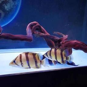 龍魚混養魚推薦圖片大全集