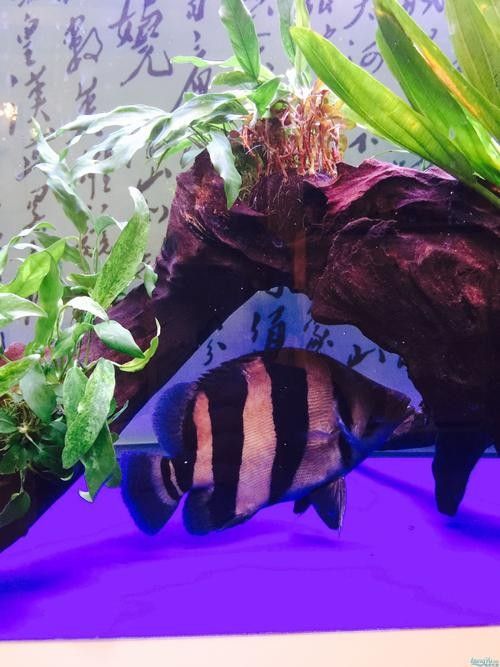 龍魚混養魚推薦圖片大全集