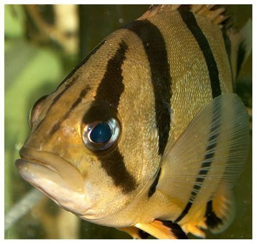 龍魚混養魚推薦圖片大全集