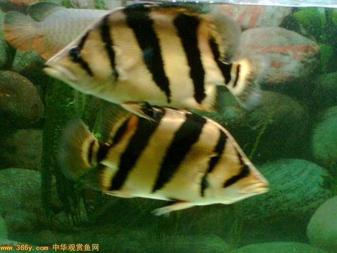 龍魚混養魚推薦圖片大全集