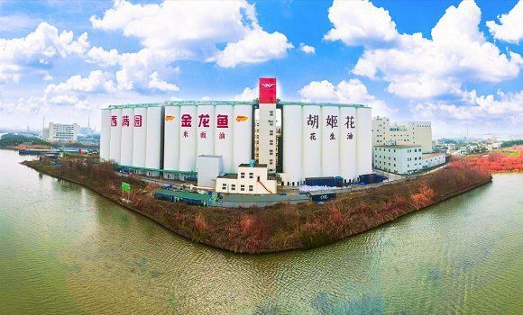 金龍魚2024年最新消息