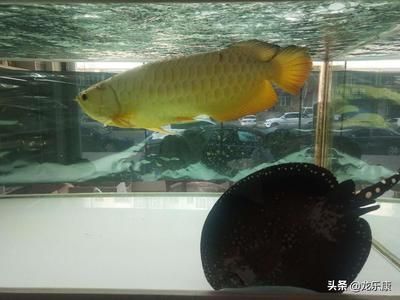 龍魚和什么魚一起養(yǎng)會比較好：與龍魚一起養(yǎng)殖的其他魚類