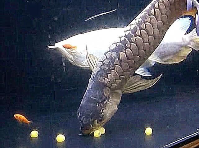 金龍魚怎么樣繁殖后代，關于金龍魚繁殖后代的一些要點