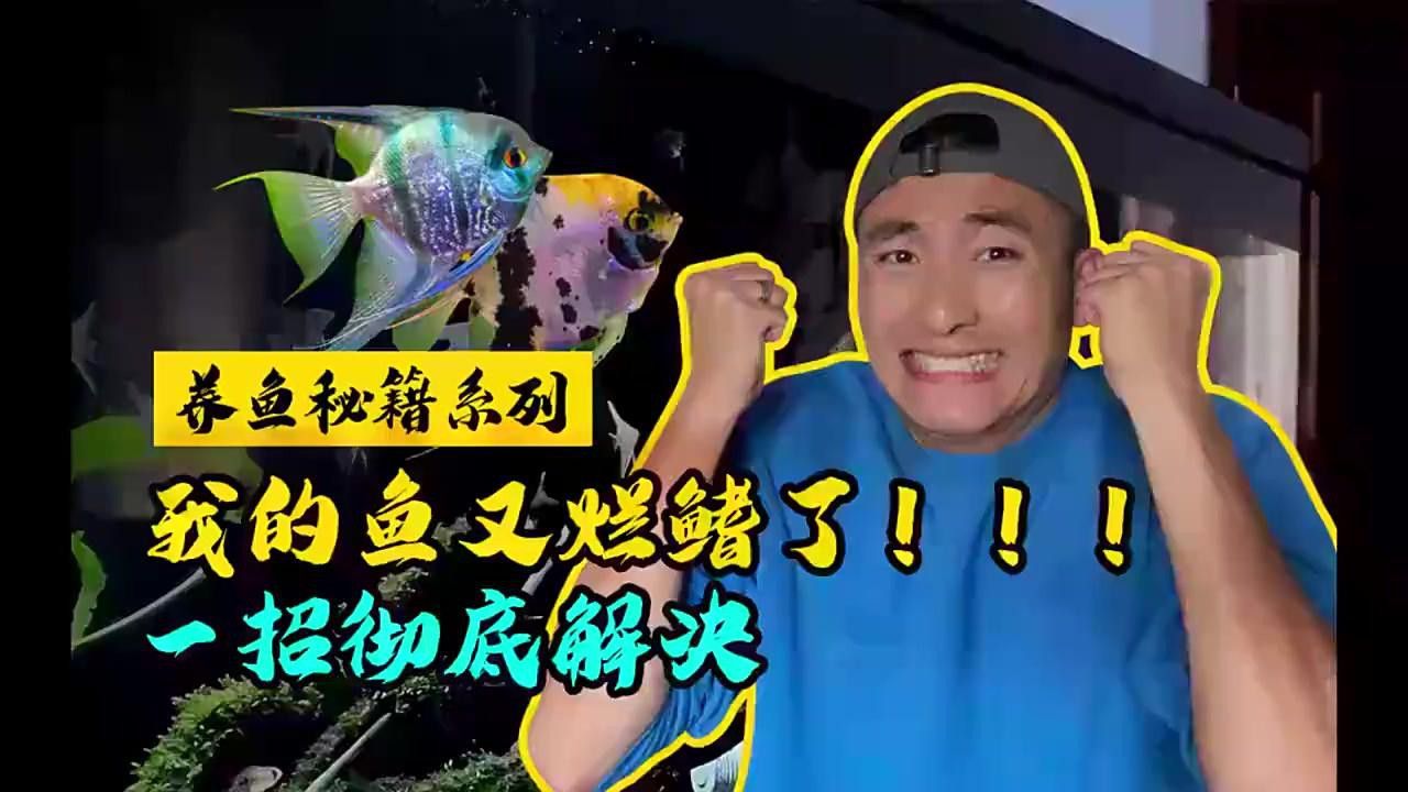 過背金龍魚鰭部受損如何處理？