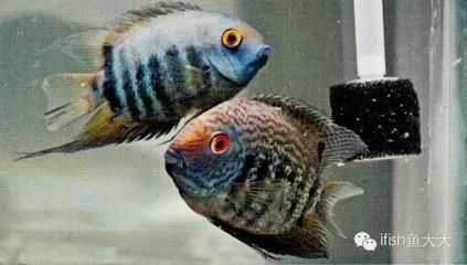 藍(lán)色的龍魚長(zhǎng)什么樣子：關(guān)于藍(lán)色龍魚的一些具體描述