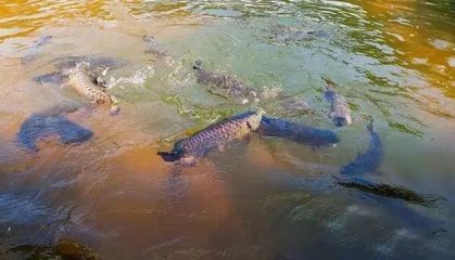 龍魚只在水面上游：為什么龍魚只在水面上游？