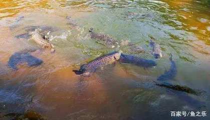 龍魚只在水面上游：為什么龍魚只在水面上游？