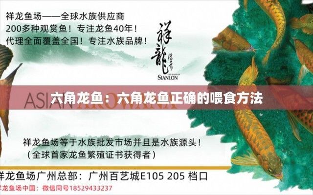 六角龍魚(yú)正確的喂食方法可以撒食嗎(六角龍魚(yú)的喂食方法)