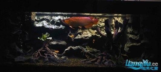 龍魚可以造景嗎：龍魚缸造景的創(chuàng)意靈感來源如何選擇適合龍魚的水草
