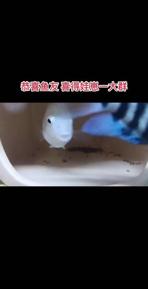 迷你鸚鵡藍白后代圖片