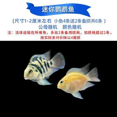 迷你鸚鵡藍白后代圖片