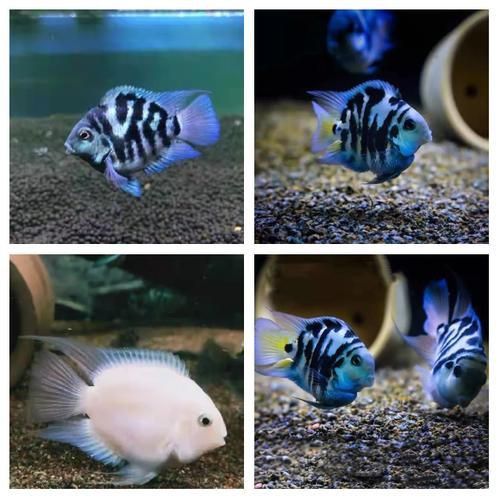 迷你鸚鵡藍白后代圖片