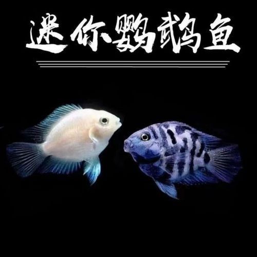 迷你鸚鵡藍白后代圖片