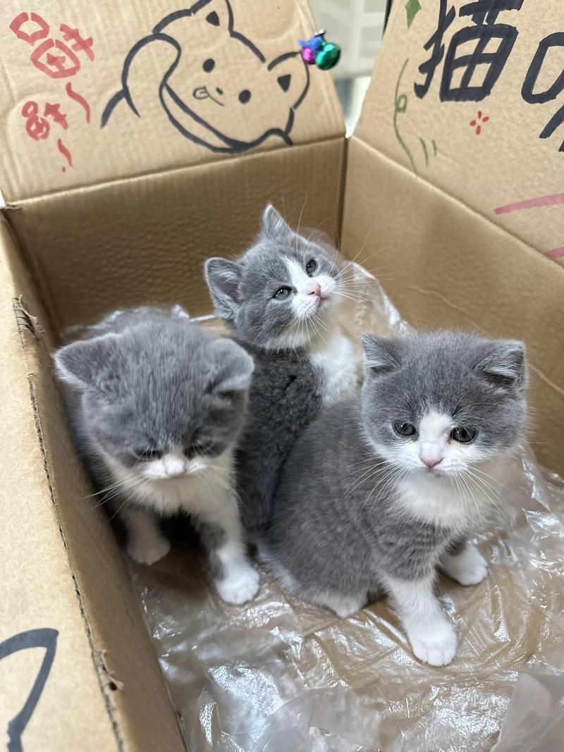 迷你鸚鵡藍白后代圖片
