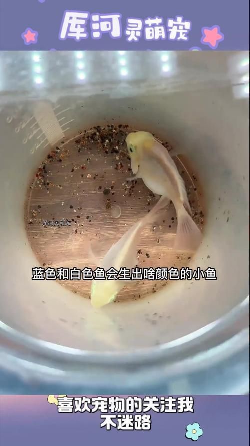 迷你鸚鵡藍白后代圖片
