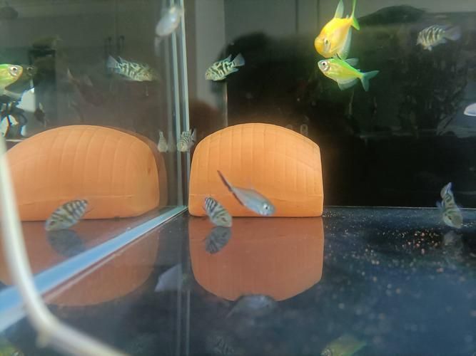 迷你鸚鵡藍白后代圖片