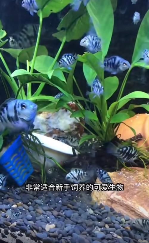 迷你鸚鵡藍白后代圖片