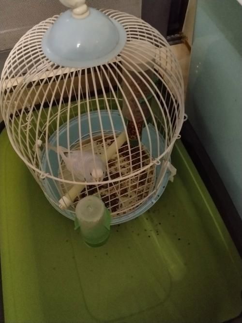迷你鸚鵡藍白后代圖片