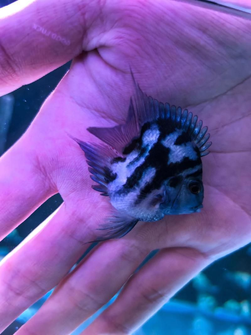 迷你鸚鵡藍白后代圖片