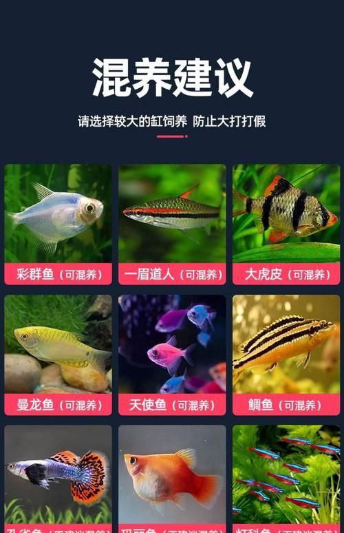 迷你鸚鵡藍白后代圖片