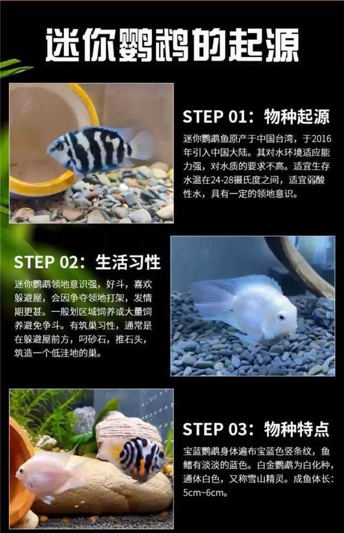 迷你鸚鵡藍白后代圖片