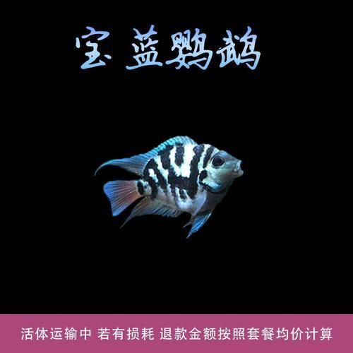迷你鸚鵡藍白后代圖片
