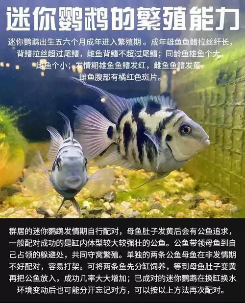 迷你鸚鵡藍白后代圖片