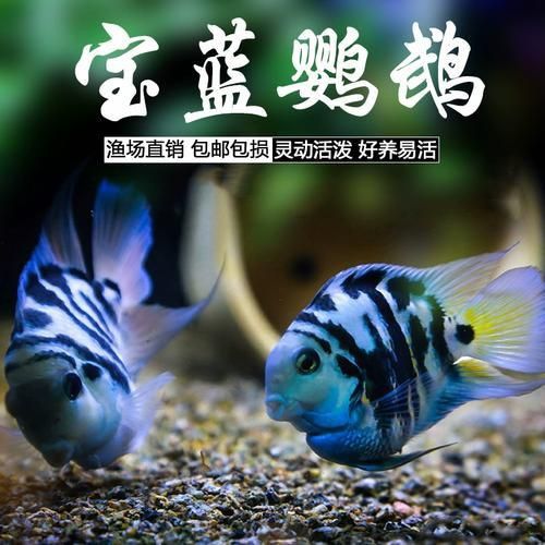 迷你鸚鵡藍白后代圖片