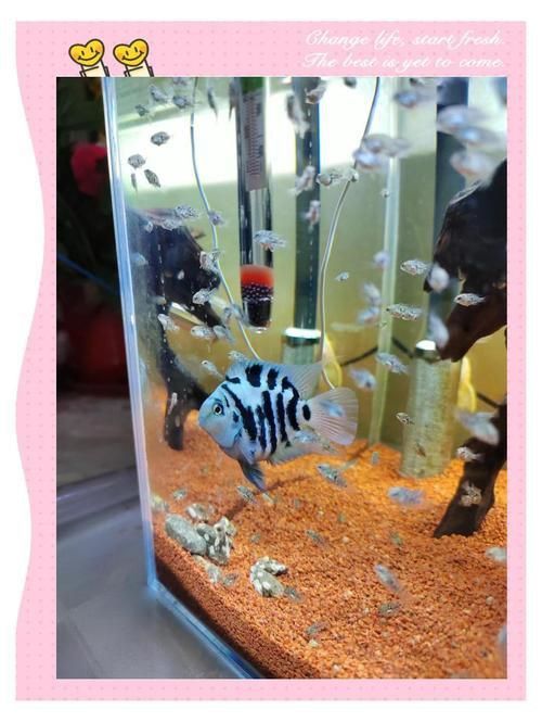 迷你鸚鵡藍白后代圖片