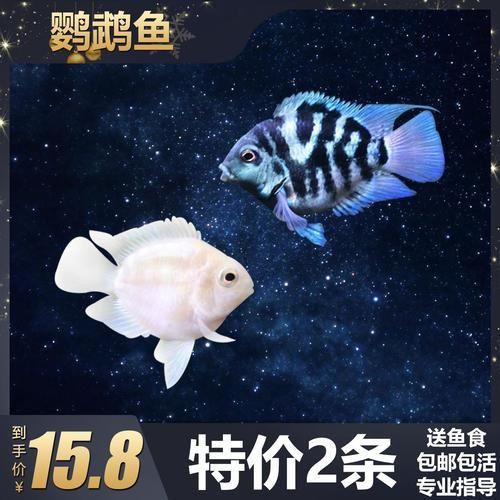 迷你鸚鵡藍白后代圖片