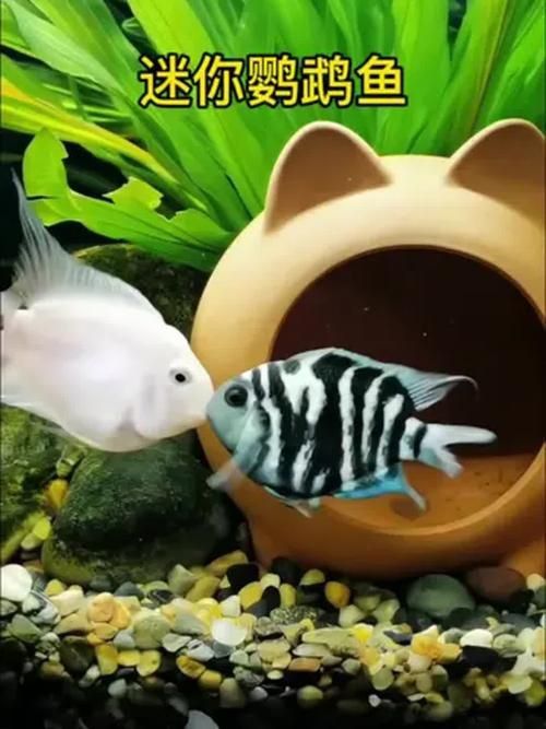 迷你鸚鵡藍白后代圖片
