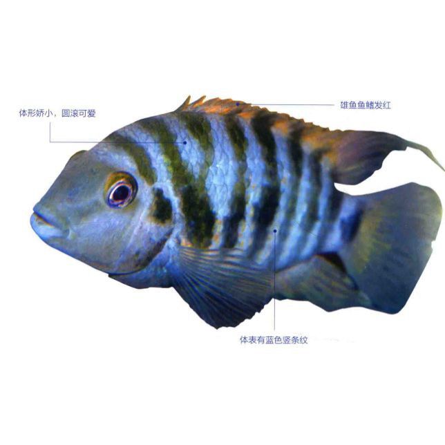 迷你鸚鵡藍白后代圖片