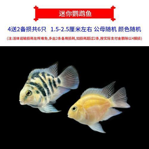 迷你鸚鵡藍白后代圖片