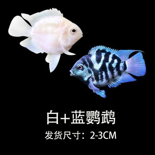 迷你鸚鵡藍白后代圖片