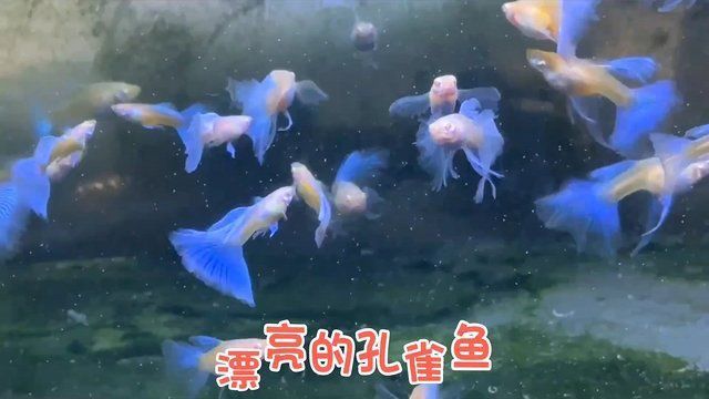 迷你鸚鵡藍白后代圖片