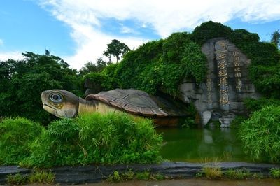 廣東湛江龍魚(yú)之謎：廣東湛江湖光巖之謎